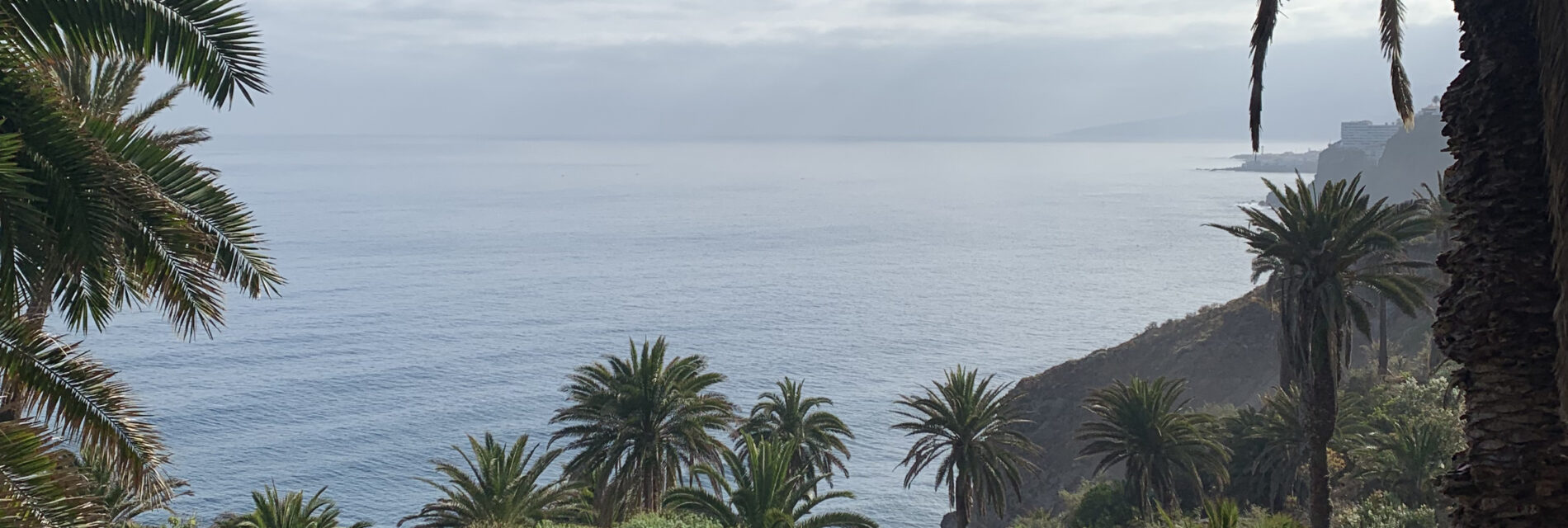 Aussicht mit Palme auf Playa Castro